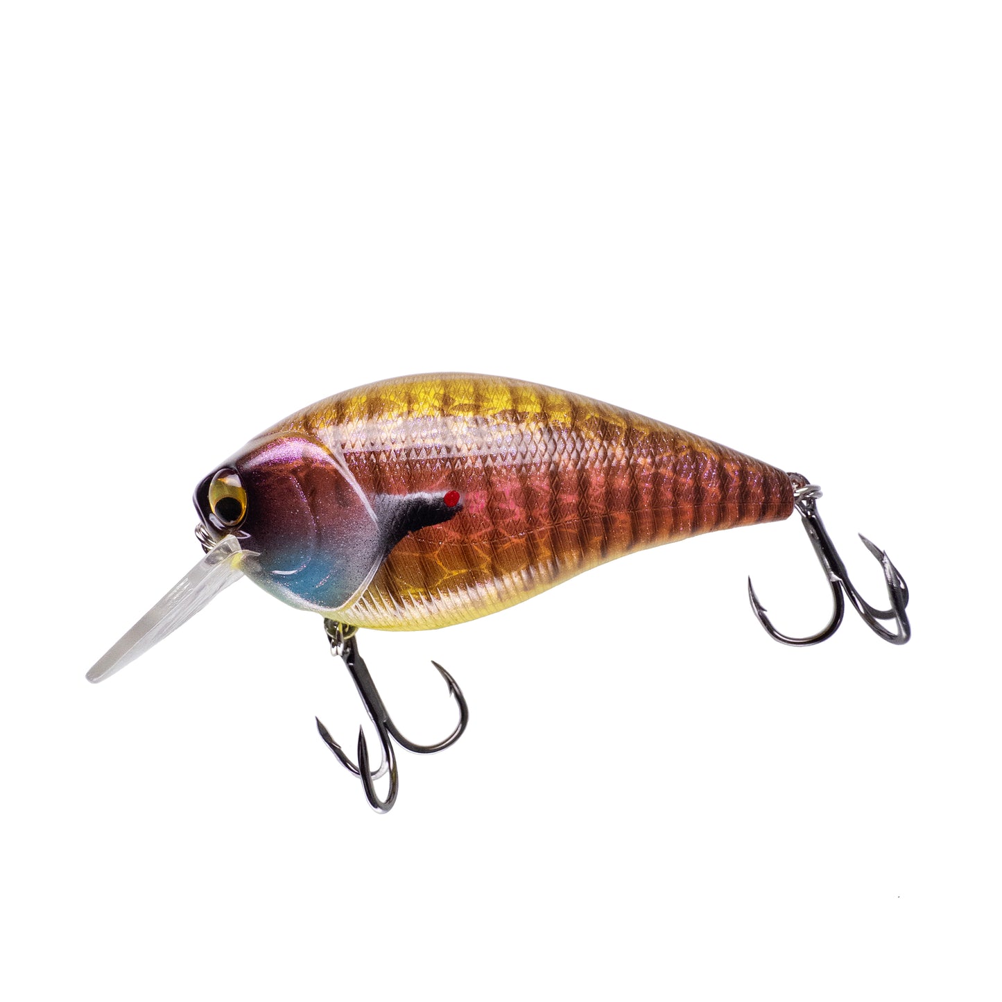 Alpheus 1.5m