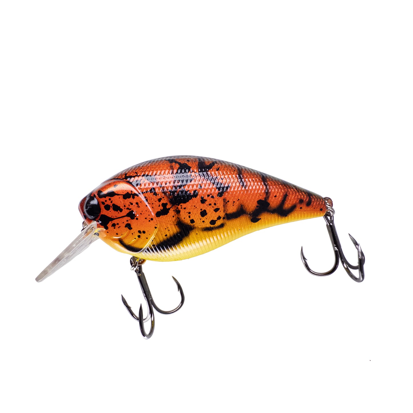 Alpheus 1.5m